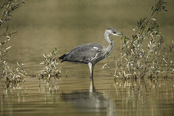 Grey heron (Ardea cinerea) in the water, the level of the flood of June 2024 is clearly visible on
