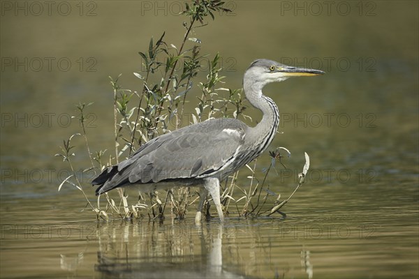 Grey heron (Ardea cinerea) in the water, the level of the flood of June 2024 is clearly visible on