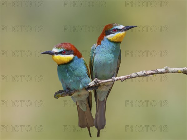 Bee-eater (Merops apiaster) pair sitting on a branch, wildlife, mating, migratory bird, raptor,