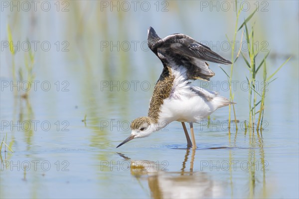Black-winged Stilt (Himantopus himantopus) young bird standing in shallow water, stretching its