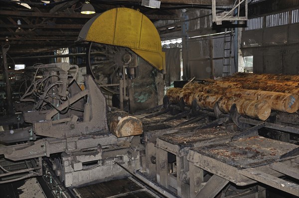 Pinus radiata logs go through the first bandsaw in a sawmill