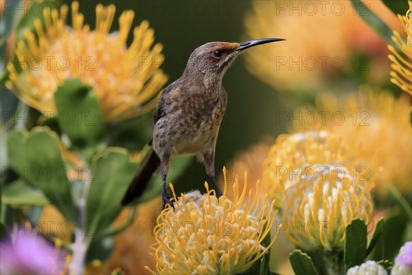 Cape Honeybird (Promerops cafer), adult, female, on flower, Protea, vigilant, Kirstenbosch Botanic