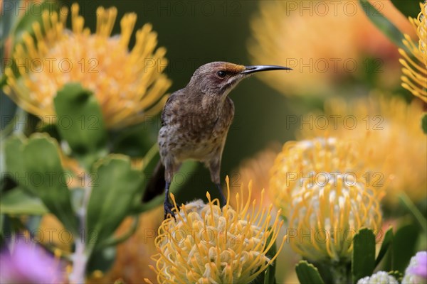 Cape Honeybird (Promerops cafer), adult, female, on flower, Protea, vigilant, Kirstenbosch Botanic