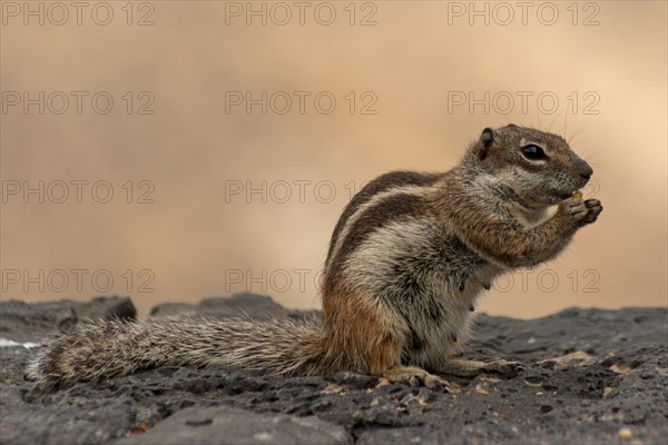 Chipmunk