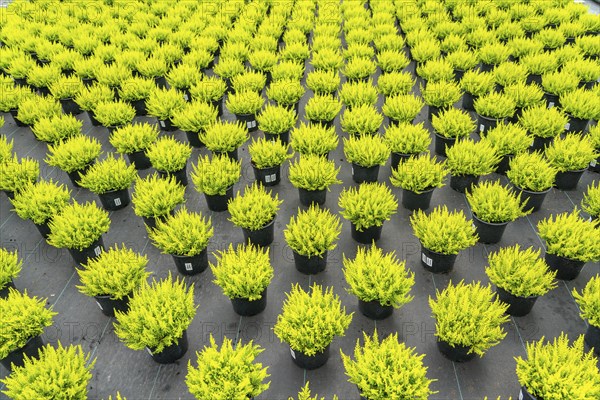 Horticultural nursery, mother plants from which cuttings of heather, broom heather plants, Calluna