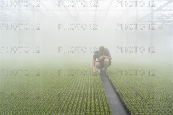 Garden nursery, cuttings, heather, broom heather plants, Calluna vulgaris, in the propagation
