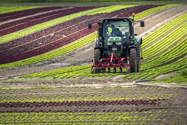 Agriculture, lettuce growing in a field, Lollo Bionda and Lollo Rossa, in long rows of plants,