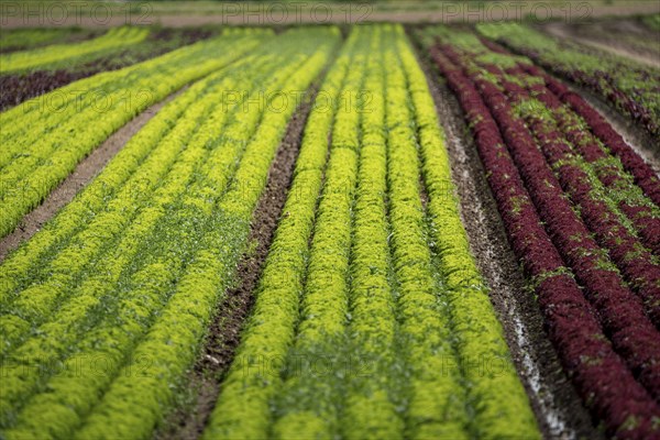 Agriculture, lettuce growing in a field, Lollo Bionda and Lollo Rossa, in long rows of plants,
