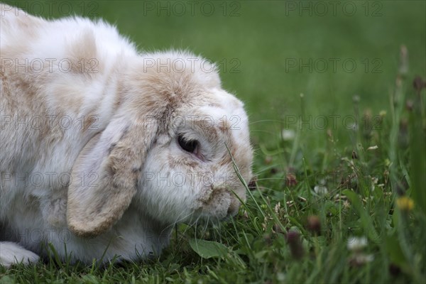 Ram rabbit (Oryctolagus cuniculus), floppy ears, portrait, meadow, The rabbit savours the fresh