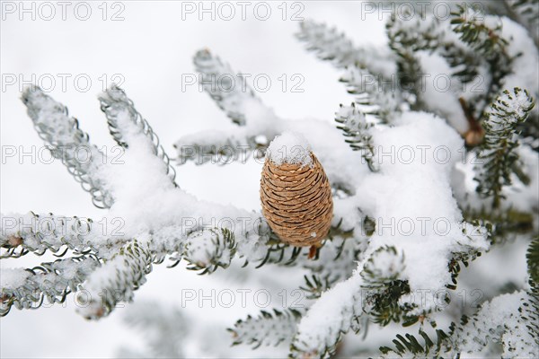A close-up of a snow-covered pine tree branch with a single pinecone (Abies koreána), evoking a