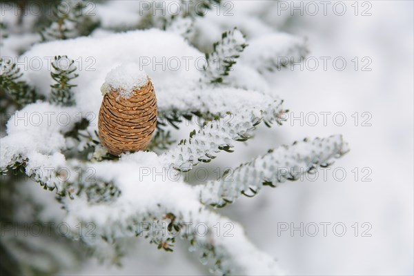A snow-covered pinecone (Abies koreána) resting on a snowy pine tree branch in a wintery landscape