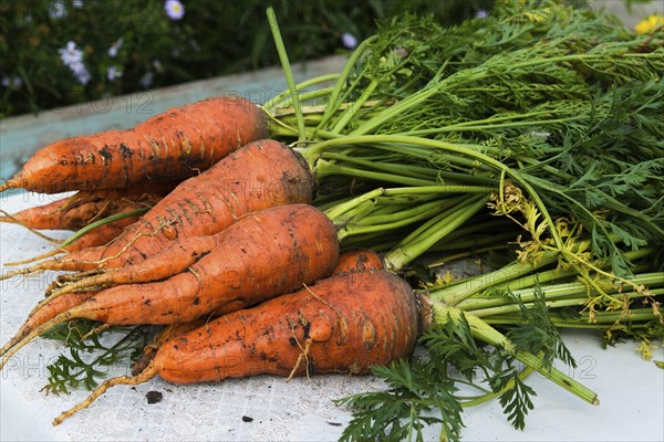 A fresh carrot with leaves lies on the table