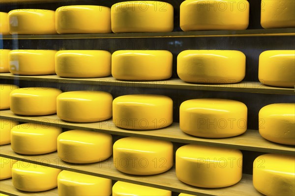 Round cheese heads in a shop window