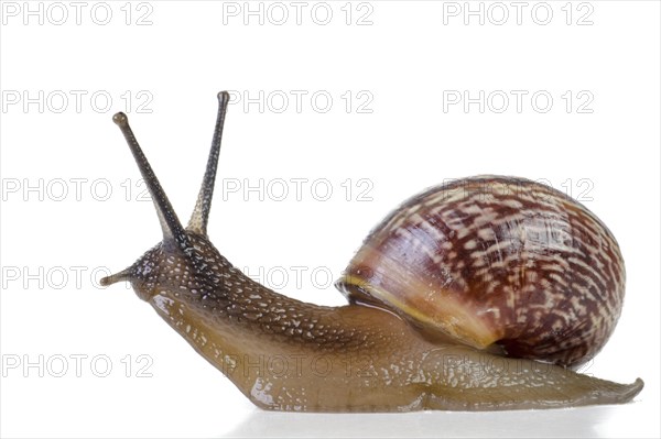 Snail close-up, macro. Isolated on white background