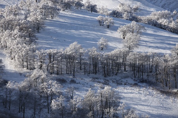 Winter mountain landscape with trees on the hill. Carpathian Mountains, Ukraine, Europe