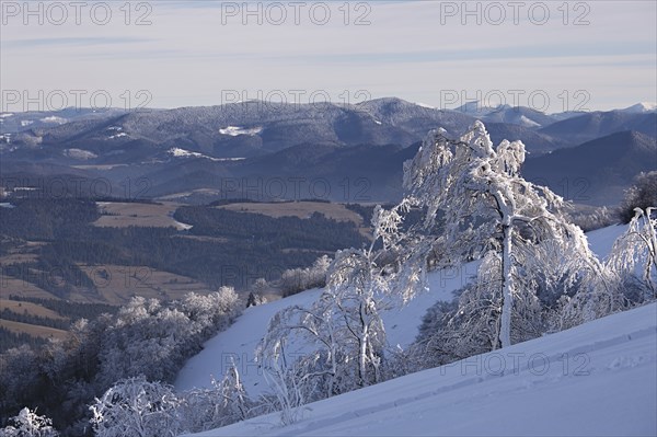 Winter mountain landscape with fir trees on the hill. Carpathian Mountains, Ukraine, Europe