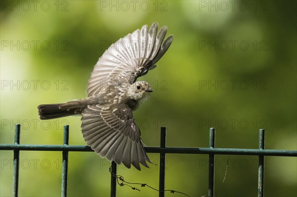 A juvenile spotted flycatcher (Muscicapa striata) with outstretched wings flying just over a metal