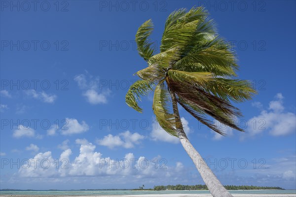Coconut palm (Cocos nucifera), behind it a sandbank and a motu, Tikehau, atoll, Tuamotu