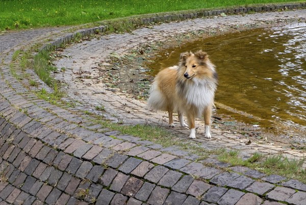 Dog, breed Shetland Sheepdog or Sheltie, Germany, Europe