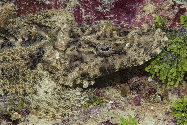 Head of juvenile crocodile fish (Papilloculiceps longiceps), Pacific Ocean, Yap Island, Yap State,