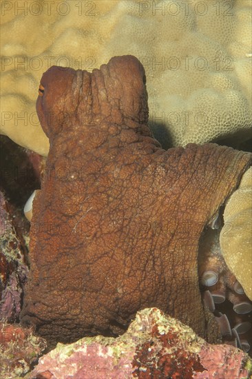 Close-up of octopus (Octopus vulgaris) eight-armed cuttlefish cephalopod octopus looking directly