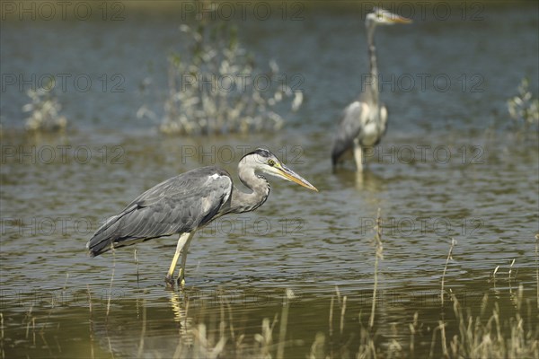 Grey heron (Ardea cinerea) in the water, on the willows in the background you can clearly see the