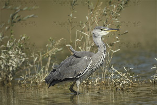 Grey heron (Ardea cinerea) in the water, the level of the flood of June 2024 is clearly visible on