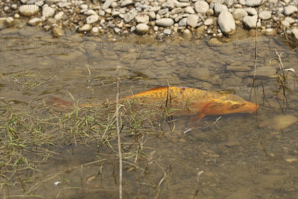 Golden carp (Cyprinus carpia) foraging in the shallows of a lake, Allgäu, Bavaria, Germany, Allgäu,