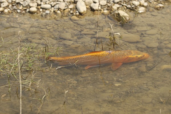 Golden carp (Cyprinus carpia) foraging in the shallows of a lake, Allgäu, Bavaria, Germany, Allgäu,