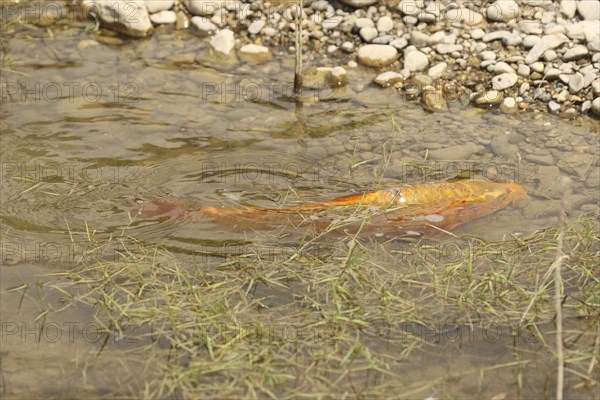 Golden carp (Cyprinus carpia) foraging in the shallows of a lake, Allgäu, Bavaria, Germany, Allgäu,