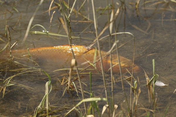 Golden carp (Cyprinus carpia) foraging in the shallows of a lake, Allgäu, Bavaria, Germany, Allgäu,