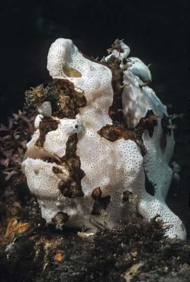 Painted frogfish (Antennarius pictus), Pacific, Indo-Pacific, Philippine Sea, Philippines, Asia
