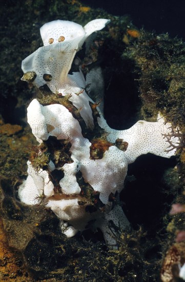 Painted frogfish (Antennarius pictus), Pacific, Indo-Pacific, Philippine Sea, Philippines, Asia