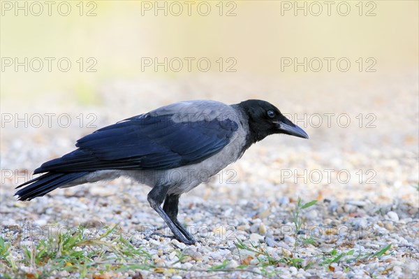 Hooded Crow (Corvus corone cornix), standing on a stony path, wildlife, corvids, animals, birds,