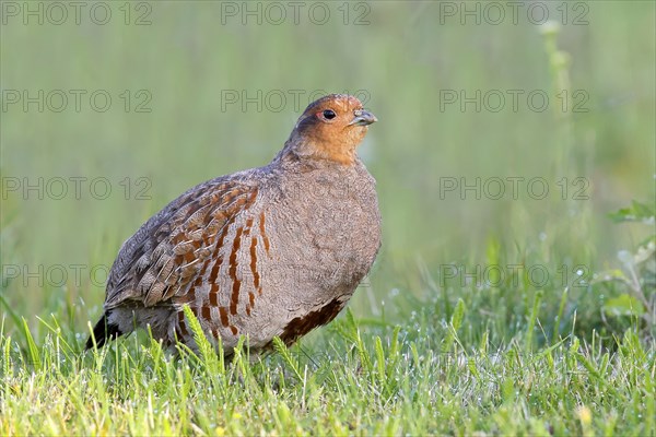 Gray partridge (Perdix perdix), rooster looks attentively, wildlife, hen birds, Sankt Andrä am