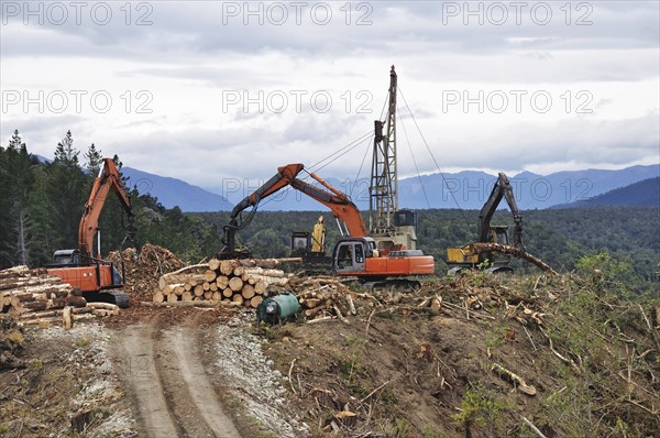 A timber hauler drags Pinus radiata logs to a loading site at a forestry block in Westland