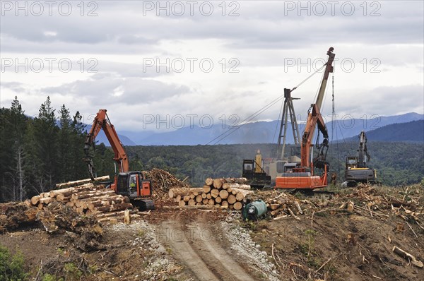 A timber hauler drags Pinus radiata logs to a loading site at a forestry block in Westland