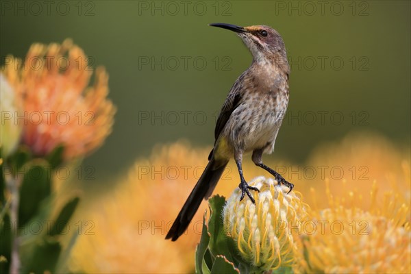 Cape Honeybird (Promerops cafer), adult, female, on flower, Protea, vigilant, Kirstenbosch Botanic