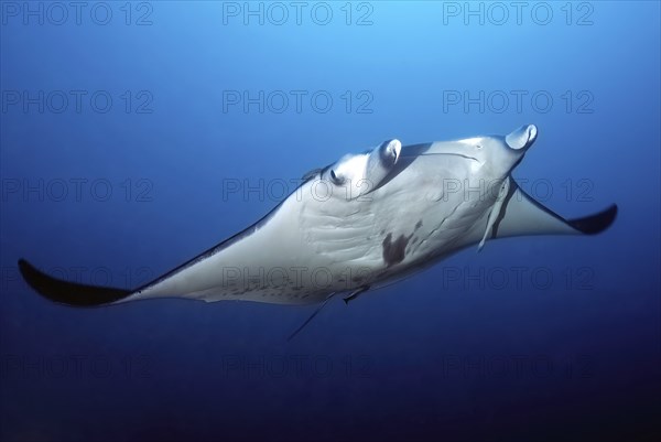 Manta ray (Manta birostris) Giant manta ray swimming in open sea through blue water, Pacific,