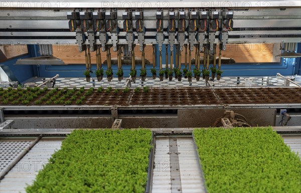 Horticultural business, cuttings, heather, heather plants, Calluna vulgaris, are repotted after