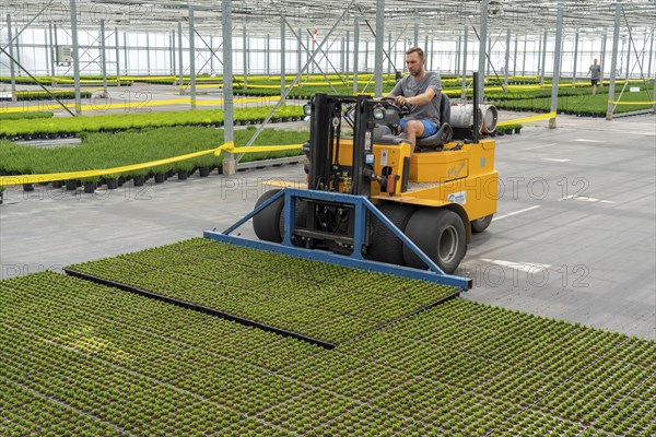 Horticultural business, cuttings, heather, heather plants, Calluna vulgaris, are transported after