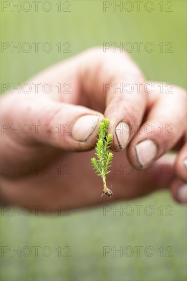 Garden nursery, cuttings, heather, broom heather plants, Calluna vulgaris, in the propagation