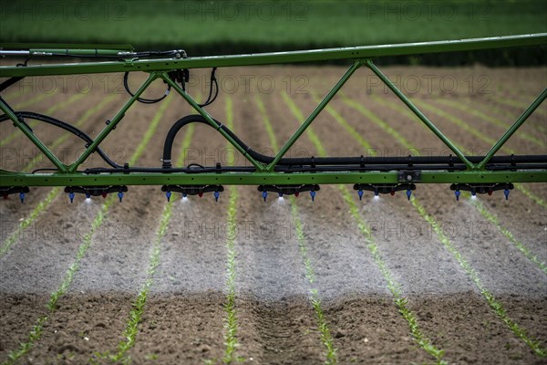 Agriculture, pesticide being sprayed on a field, sugar beet seedlings, North Rhine-Westphalia,