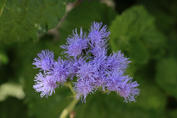 Flossflower (Ageratum houstonianum), flower, Ellerstadt, Germany, Europe