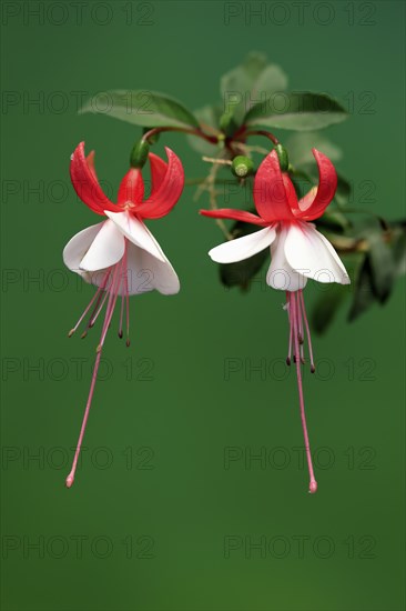 Fuchsias (Fuchsia), flowering, flower, Ellerstadt, Germany, Europe