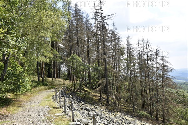 Forest dieback in the Hunsrück-Hochwald National Park with dead coniferous forest and healthy
