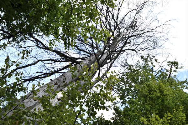 Forest dieback in the Hunsrück-Hochwald National Park with dead beech and healthy deciduous trees,