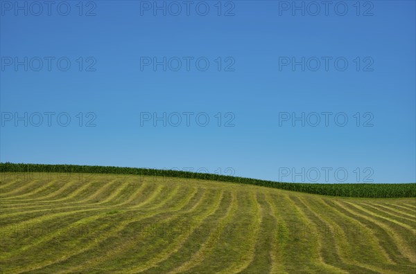 Agriculture, field, harvested, cut, structure, maize field, sky, Wental, Barholomä, Swabian Alb,