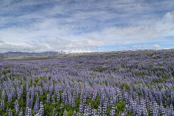 A roadside field of Alaskan lupins in southern Iceland