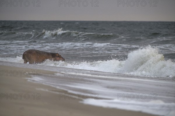 Hippopotamus (Hippopotamus amphibius) disappearing into the Atlantic Ocean, Surfing Hippos, Petit